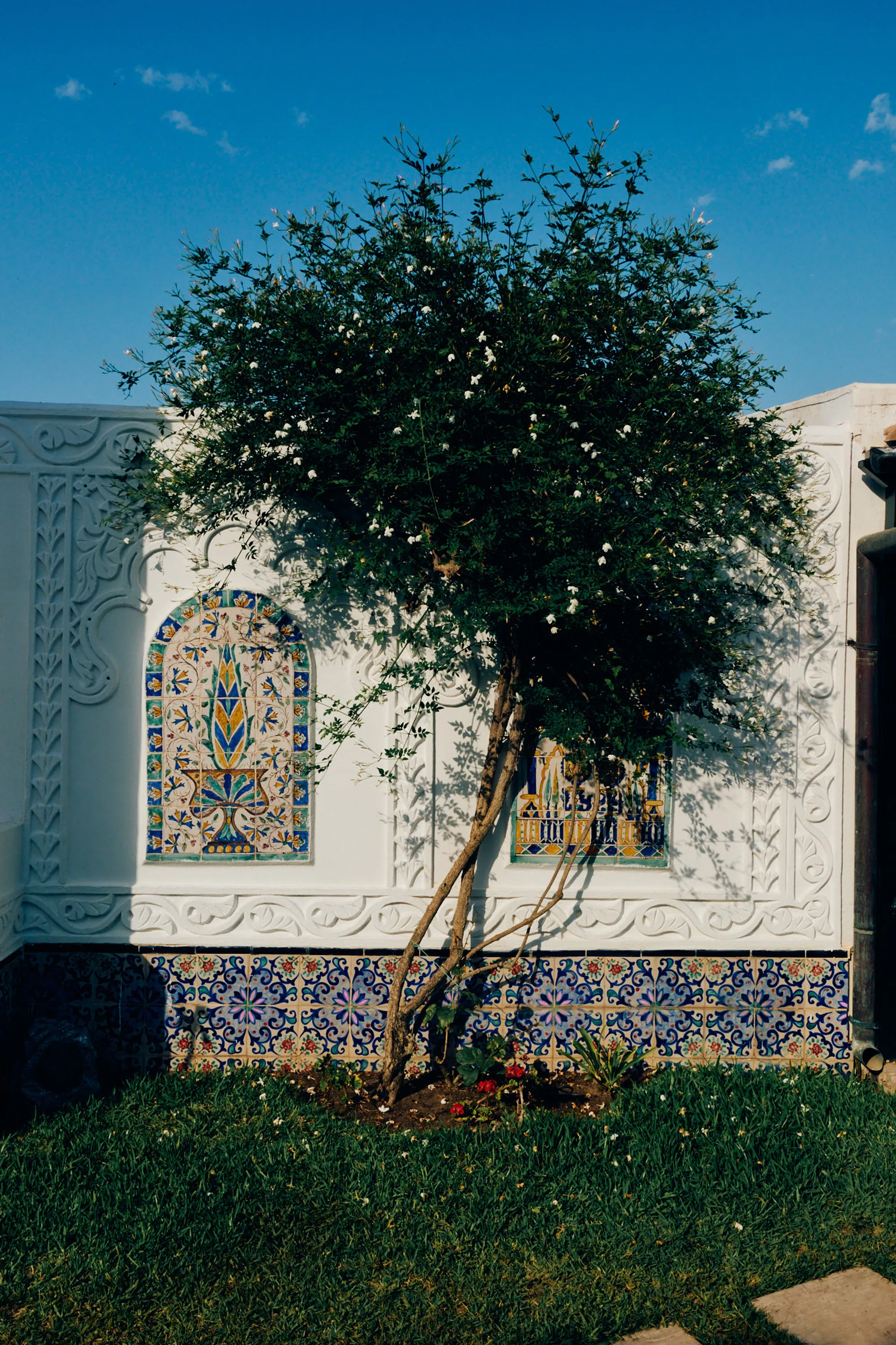 An olive tree in a white courtyard set with blue tilework.